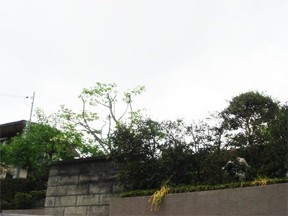 桜の高木伐採前後