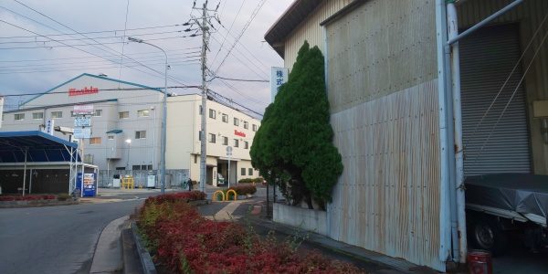 K株式会社伐採前