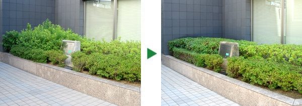 ビルエントランス前のヒラドツツジとアラカシの剪定　大阪市中央区