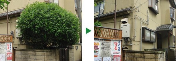 空き家のキンモクセイの伐採　大阪府門真市