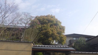 クスノキ剪定前