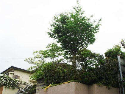 桜の高木伐採前後