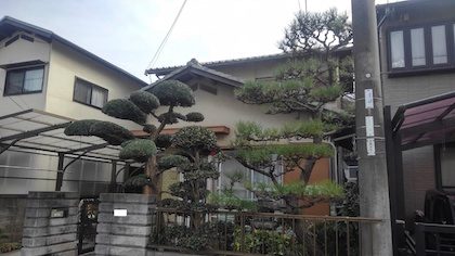 剪定後クロマツ