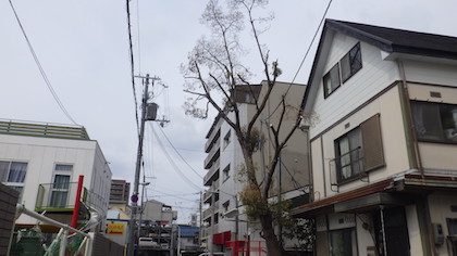 剪定後クスノキ
