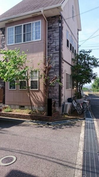 剪定後のシラカシ