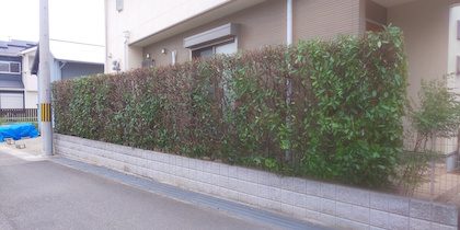レッドロビン生垣剪定後