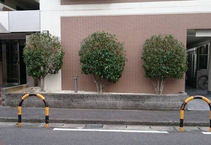 剪定後キンモクセイ