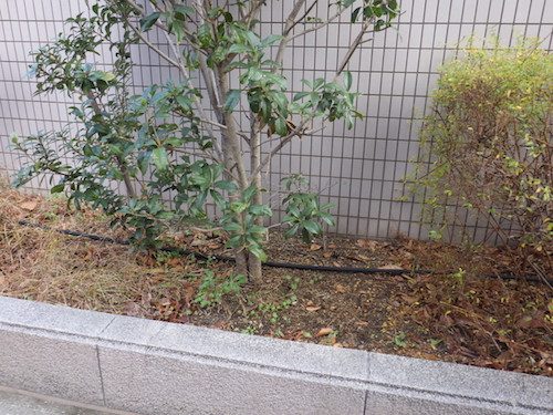 散水ホース設置