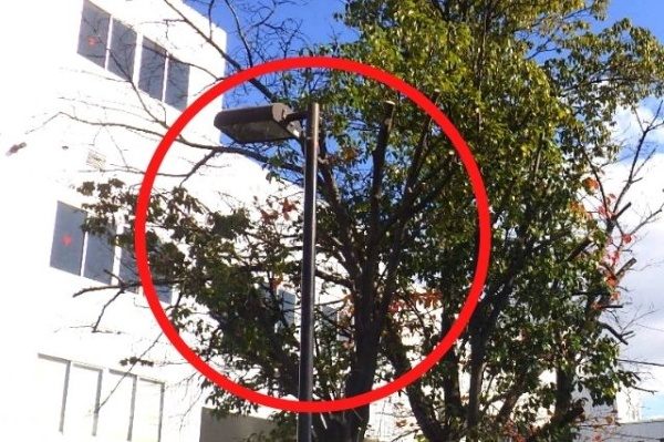 街灯と重なった部分の、桜の剪定