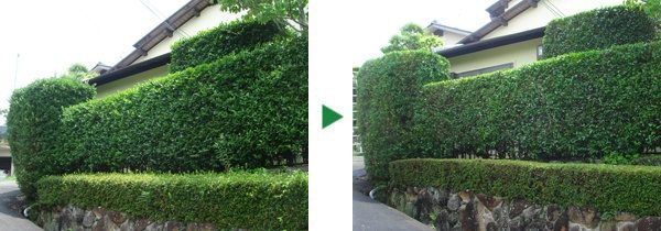 サザンカの生け垣とサツキの剪定　奈良県奈良市
