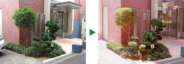 マンションのツゲとキンモクセイの剪定　大阪市東淀川区