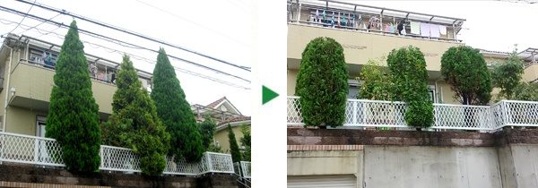 バルコニーにある育ちすぎたレイランディーの剪定　大阪府高槻市