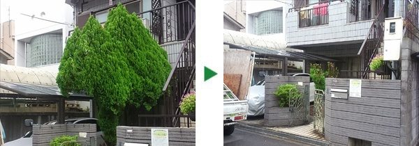 枝が伸びきってしまったコノテガシワの剪定　大阪府堺市北区
