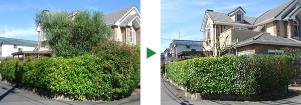 高さが不揃いなレッドロビンの生垣と、庭中に生い茂ったオリーブの剪定　奈良県生駒市