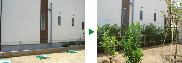 ソメイヨシノ、キンモクセイ、レモン、ミカン、オリーブの植栽工事　大阪府堺市堺区