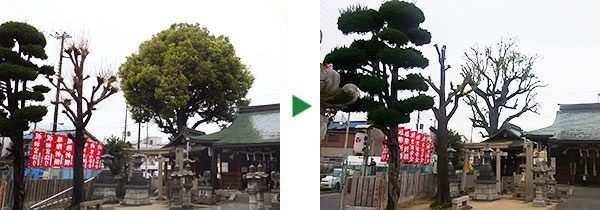 17mの神社の大木を剪定～大阪府大阪市城東区～