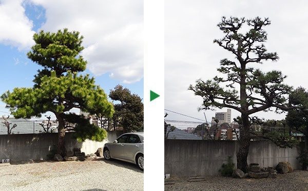 松の剪定の料金を半分にするコツ～5月の芽摘みは省略できる～大阪府吹田市
