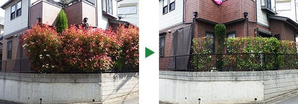 レッドロビンの生垣を上手に育てるコツ～剪定の時期は夏以降～京都市北区