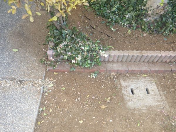 玄関先の巨大な根を取り除いた事例　作業後
