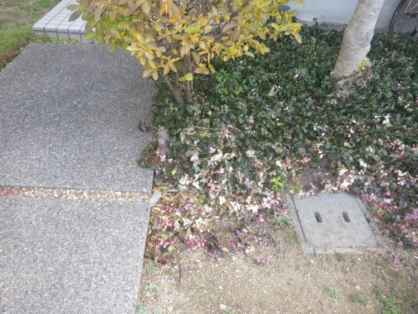 玄関先の巨大な根を取り除いた事例　作業前