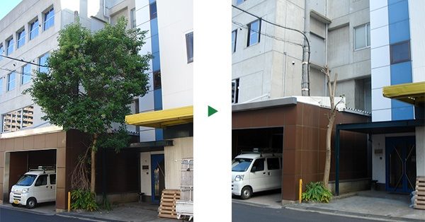 倉庫の前に生えたネズミモチの剪定～京都府亀岡市～