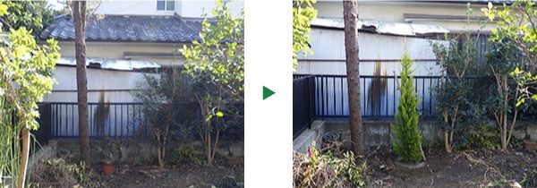 ゴールドクレストの上手な育て方と植栽のコツ～京都府京都市左京区～