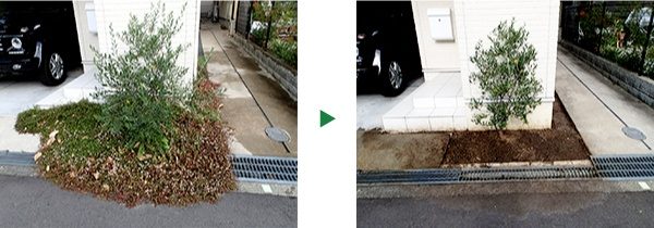 オリーブの剪定と除草～京都府京都市右京区～