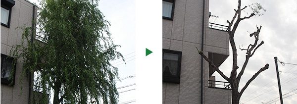 3階まで伸びた雲竜柳の剪定～奈良県奈良市～