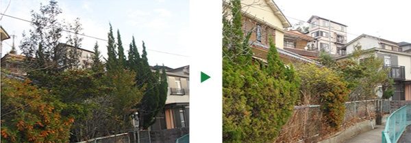 カイズカイブキとゲッケイジュの剪定～京都府京都市東山区～
