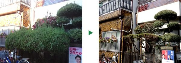 高さ2ｍの生垣(カイズカイブキ)や庭木の剪定　京都府京都市伏見区