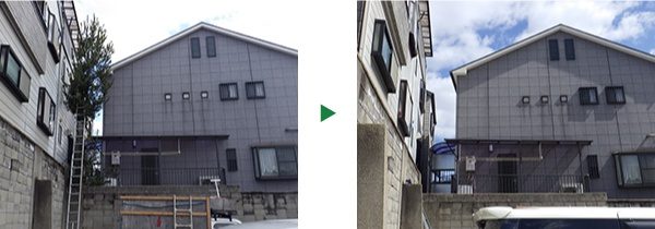 狭い場所で10ｍまで成長した月桂樹の伐採～奈良県奈良市～