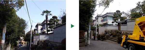 クレーン車を使ったシュロの伐採～大阪府茨木市～