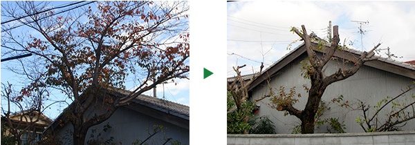 電線に当たってしまっている桜の剪定～奈良県奈良市～