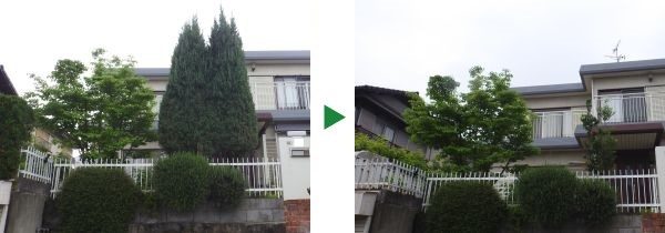 植木屋が教える植栽する際に気をつけること～ソヨゴの植栽事例（奈良県奈良市）～