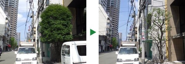 会社のシンボルツリーとして植えられたシラカシの剪定　奈良県奈良市