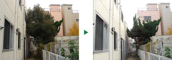 楠の伐採～奈良県奈良市～