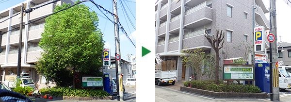 7mのクスノキの剪定とイラガ対策の薬剤散布　奈良県生駒市
