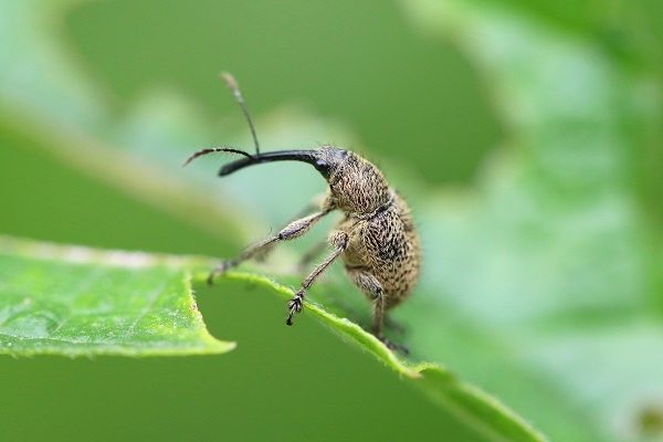害虫ゾウムシ