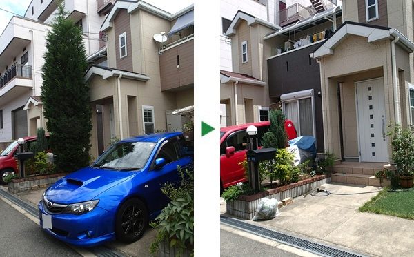 高さ３ｍに育ったレイランディーの伐採　大阪府寝屋川市