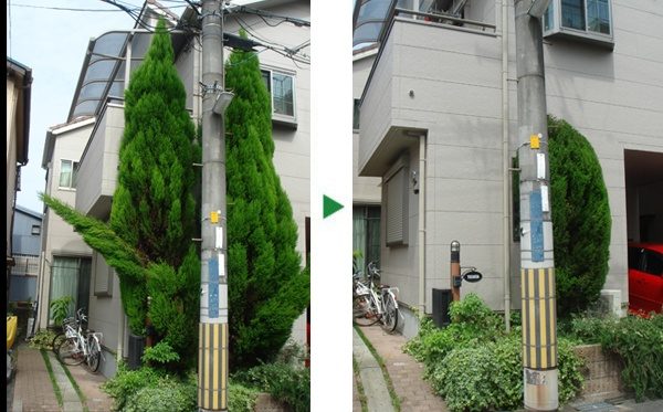 ゴールドクレスト2本の剪定と伐採　台風対策は事前に　大阪府吹田市