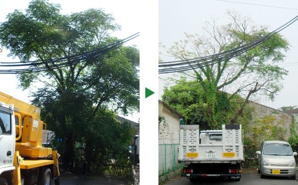 高さ13メートル！高所作業車を使用したセンダンの剪定　大阪府門真市