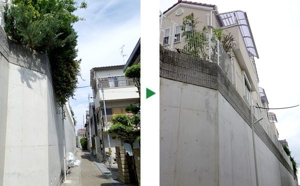 手の届きにくい場所まで伸びたビョウヤナギの剪定　大阪府高槻市