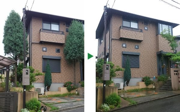 高さ8メートル　背が伸びきったブルーアイスの伐採　大阪府高槻市