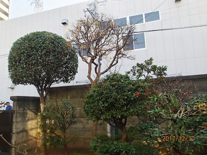 剪定後のお庭