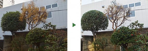 ザクロなど３種の庭木の剪定～手入れしやすい樹形を崩さず作業～　大阪府茨木市