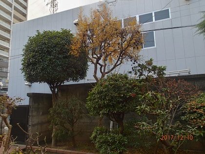 剪定前のザクロなどの木
