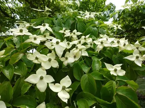 常緑ヤマボウシ植栽